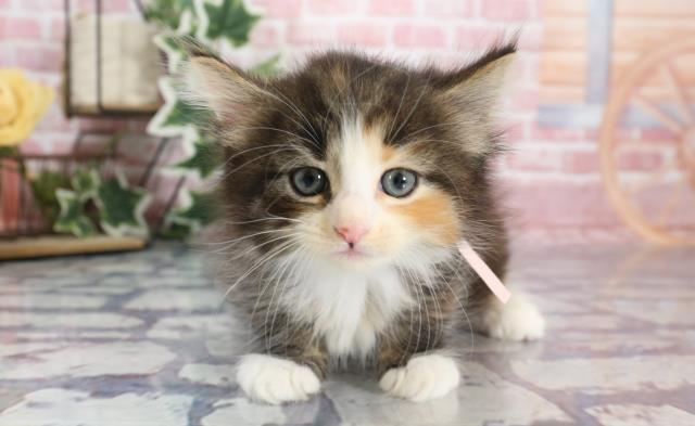 熊本県のノルウェージャンフォレストキャット (Coo&RIKU熊本店/2023年9月9日生まれ/女の子/キャリコ)の子猫