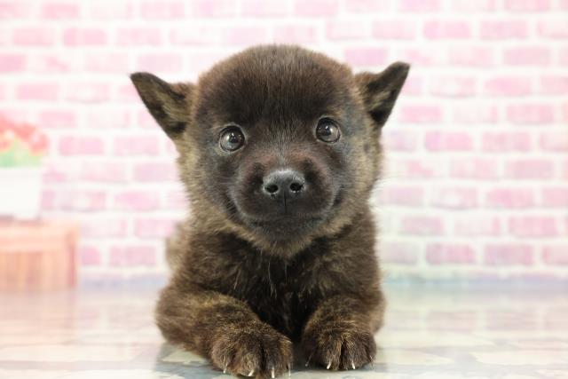 神奈川県の甲斐犬 (Coo&RIKU相模原店/2023年9月9日生まれ/男の子/黒虎)の子犬