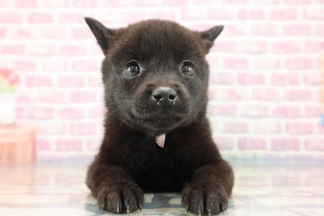 山梨県の甲斐犬 (Coo&RIKU甲府昭和通り店/2023年9月9日生まれ/女の子/黒虎)の子犬