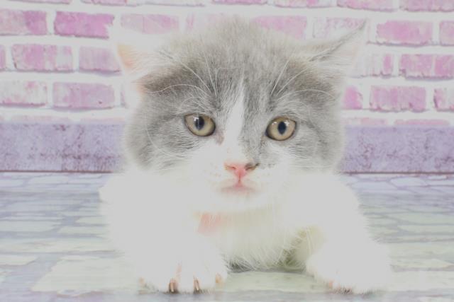 大阪府のブリティッシュショートヘアー (Coo&RIKU城東古市店/2023年9月9日生まれ/女の子/ブルーホワイト)の子猫