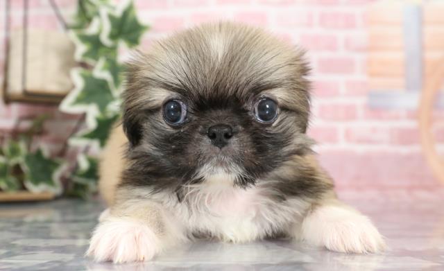大分県のペキニーズ (Coo&RIKU大分店/2023年9月9日生まれ/男の子/フォーンホワイト)の子犬