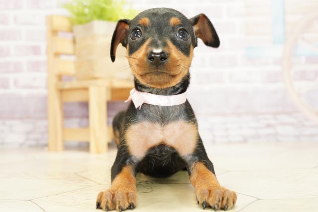 三重県のミニチュアピンシャー (Coo&RIKU四日市店/2023年9月9日生まれ/女の子/ブラックタン)の子犬