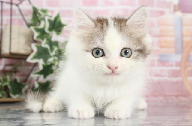 大分県のサイベリアン (Coo&RIKU大分店/2023年8月30日生まれ/女の子/ブルータビーホワイト)の子猫