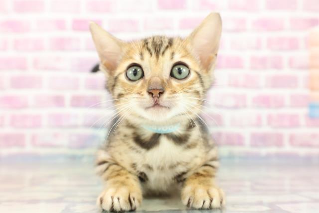 長野県のベンガル (Coo&RIKU長野店/2023年9月7日生まれ/男の子/ブラウンスポットタビー)の子猫