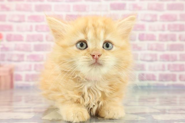 茨城県のサイベリアン (Coo&RIKU水戸店/2023年9月7日生まれ/女の子/レッドタビー)の子猫
