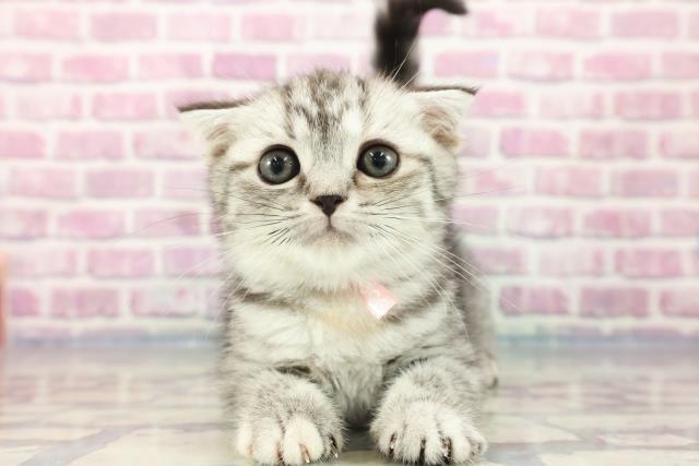 茨城県のスコティッシュフォールド (Coo&RIKUコメリパワーつくば西店/2023年8月28日生まれ/女の子/シルバーパッチドタビー)の子猫