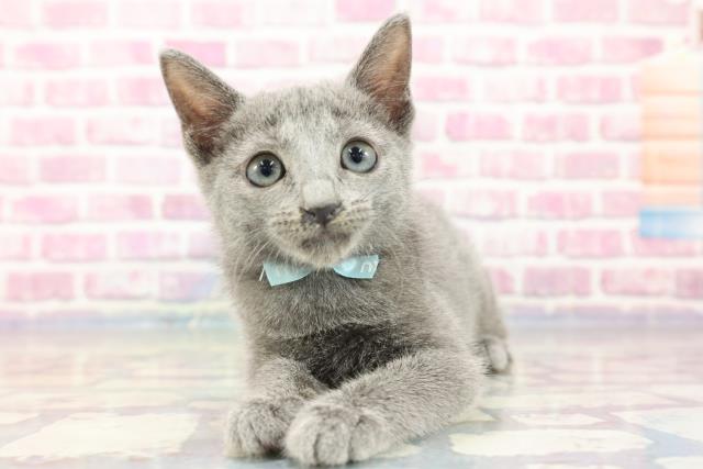 鳥取県のロシアンブルー (Coo&RIKUラ・ムー鳥取東店/2023年8月23日生まれ/男の子/ブルー)の子猫
