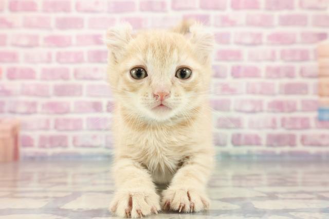 長野県のアメリカンカール (Coo&RIKU綿半上田店/2023年9月6日生まれ/男の子/クリームタビー)の子猫