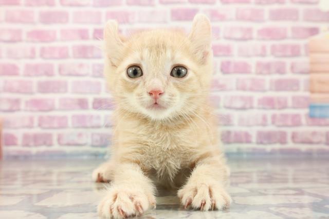 長野県のアメリカンカール (Coo&RIKU長野店/2023年9月6日生まれ/男の子/クリームタビー)の子猫