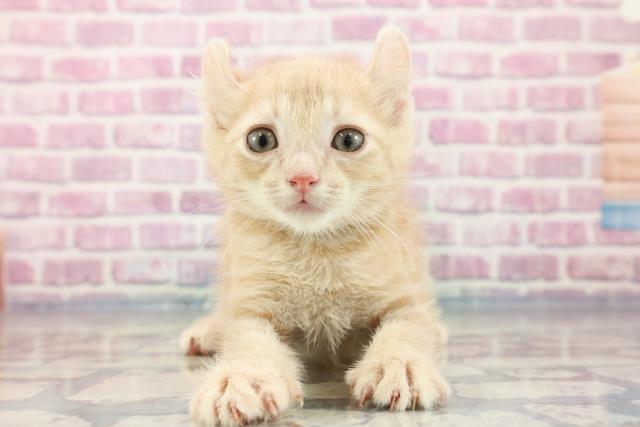 長野県のアメリカンカール (Coo&RIKU長野店/2023年9月6日生まれ/男の子/クリームタビー)の子猫