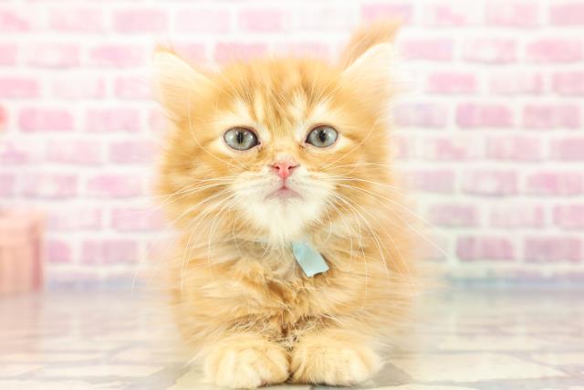長野県のミヌエット (Coo&RIKU綿半庄内店/2023年9月7日生まれ/男の子/レッドクラシックタビー)の子猫