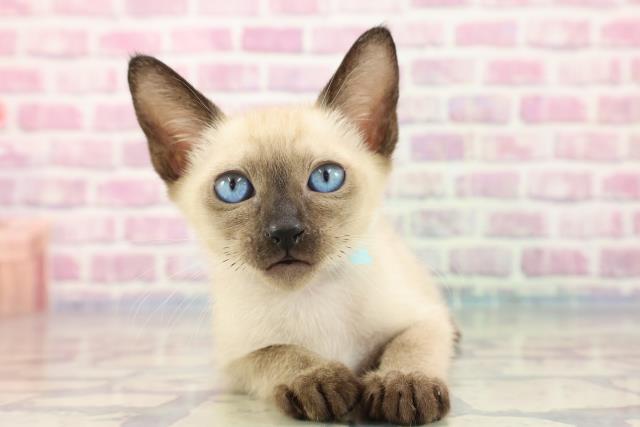 岡山県のトンキニーズ (Coo&RIKU岡山店/2023年8月29日生まれ/男の子/ナチュラルポイント)の子猫