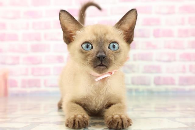 長野県のトンキニーズ (Coo&RIKU長野店/2023年8月29日生まれ/女の子/ナチュラルミンク)の子猫
