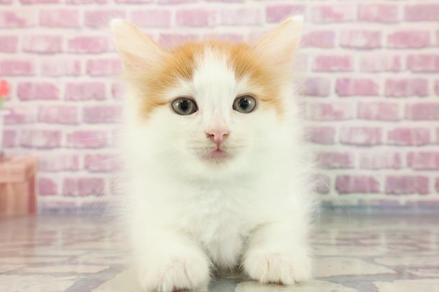 長野県のノルウェージャンフォレストキャット (Coo&RIKU綿半庄内店/2023年9月7日生まれ/男の子/レッドホワイト)の子猫