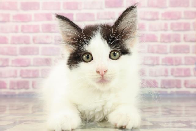 山口県のノルウェージャンフォレストキャット (Coo&RIKUサンパークあじす店/2023年9月7日生まれ/女の子/ブラックホワイト)の子猫