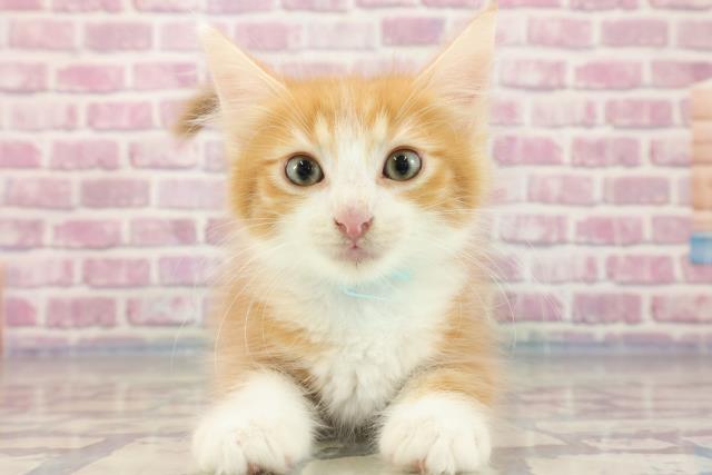 岐阜県のメインクーン (Coo&RIKU岐阜店/2023年9月2日生まれ/男の子/レッドクラッシックタビー＆ホワイト)の子猫