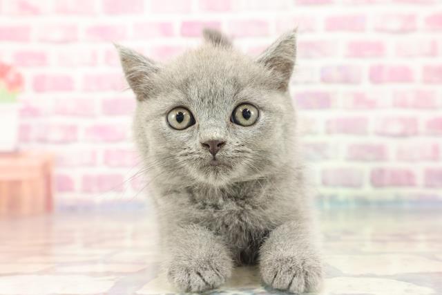 長野県のブリティッシュショートヘアー (Coo&RIKU綿半中野店/2023年8月31日生まれ/女の子/ブルー)の子猫