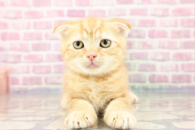 長野県のスコティッシュフォールド (Coo&RIKU綿半上田店/2023年8月24日生まれ/女の子/レッドタビー)の子猫