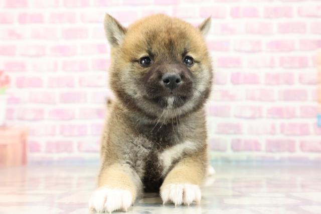 柴犬