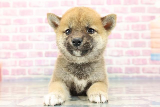 柴犬
