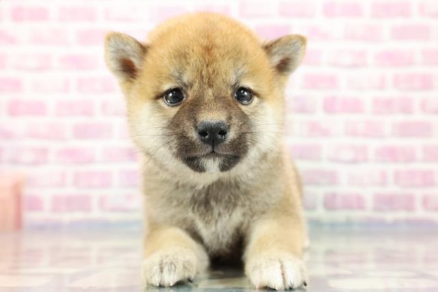 柴犬