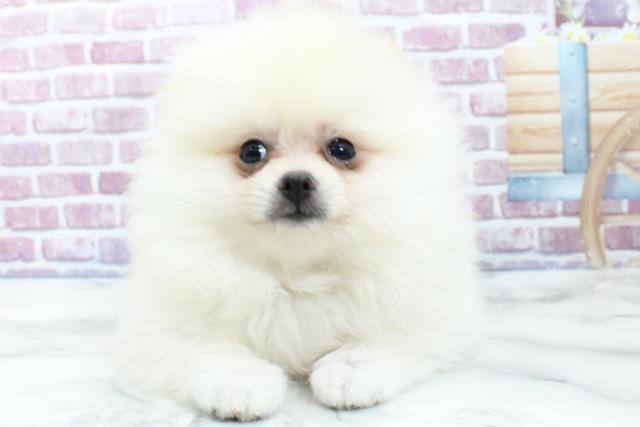 福島県のポメラニアン (Coo&RIKUいわき店/2023年9月5日生まれ/男の子/クリーム)の子犬