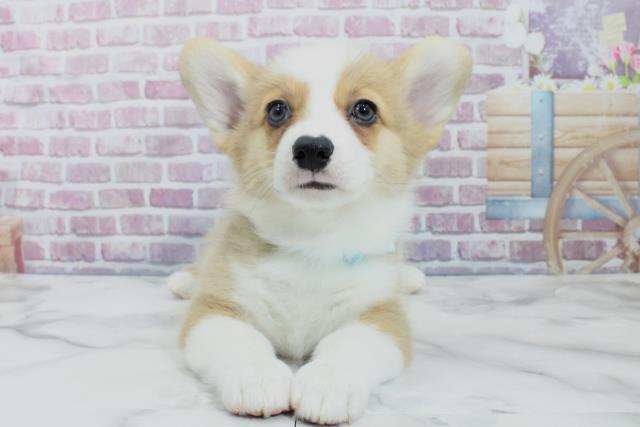 千葉県のウェルシュコーギーペンブローク (Coo&RIKUフレスポ稲毛店/2023年9月7日生まれ/男の子/レッドホワイト)の子犬