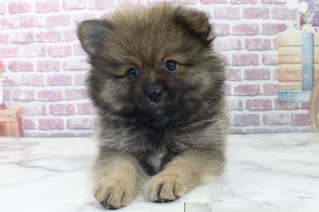 山形県のポメラニアン (Coo&RIKU山形店/2023年9月10日生まれ/男の子/ウルフセーブル)の子犬