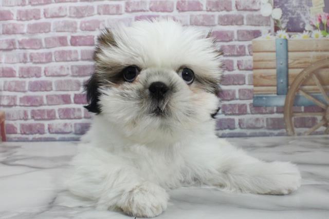 茨城県のシーズー (Coo&RIKU筑西店/2023年8月31日生まれ/女の子/ゴールドホワイト)の子犬