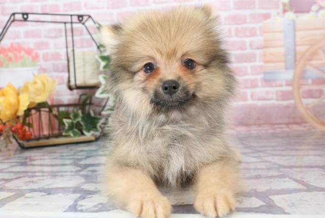 福岡県のポメラニアン (Coo&RIKU大牟田店/2023年9月4日生まれ/男の子/オレンジセーブル)の子犬