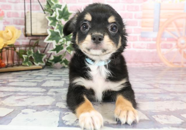 宮崎県のチワワ(ロング) (Coo&RIKU宮崎店/2023年9月4日生まれ/男の子/ブラックタンホワイト)の子犬