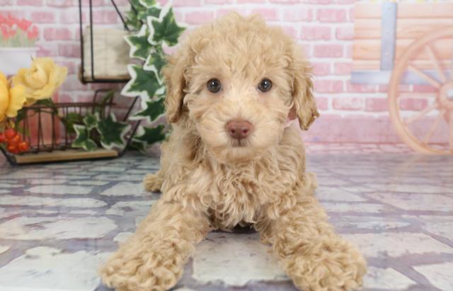 長崎県のトイプードル (Coo&RIKU長崎浜町店/2023年9月6日生まれ/女の子/アプリコット)の子犬