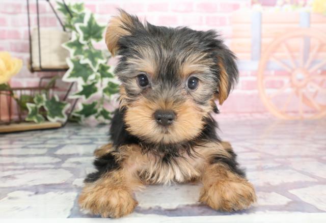 大分県のヨークシャーテリア (Coo&RIKU大分店/2023年9月7日生まれ/女の子/スチールブルータン)の子犬