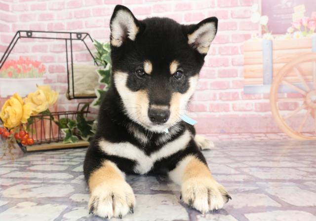 柴犬