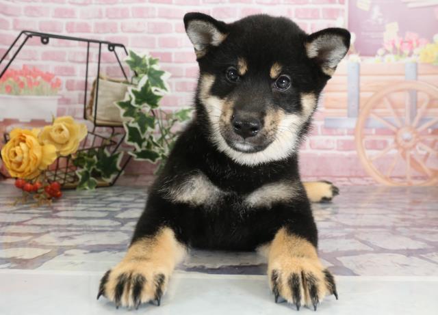 柴犬