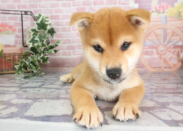 大分県の柴犬 (Coo&RIKU大分店/2023年9月8日生まれ/女の子/レッド(赤))の子犬
