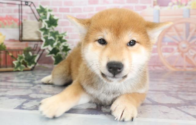 鹿児島県の柴犬 (Coo&RIKU霧島店/2023年9月8日生まれ/女の子/レッド(赤))の子犬