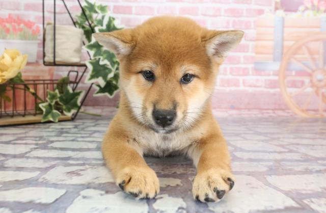柴犬
