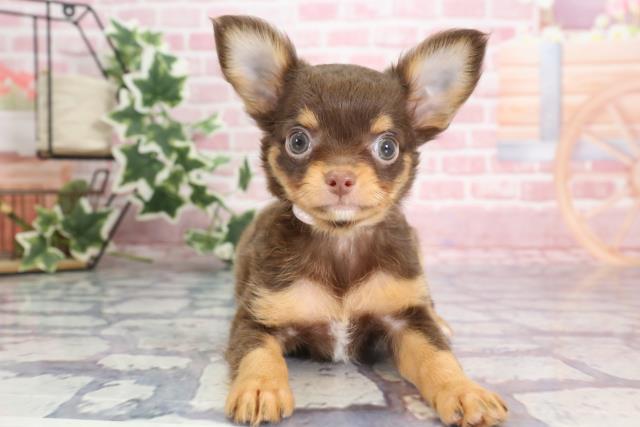 宮崎県のチワワ(ロング) (Coo&RIKU宮崎店/2023年9月8日生まれ/女の子/チョコレートタン)の子犬
