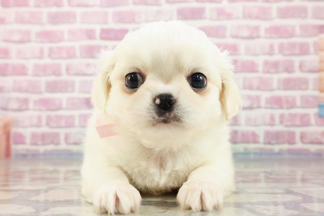 茨城県のハーフ犬 (Coo&RIKUMEGAドン・キホーテ勝田店/2023年9月11日生まれ/女の子/ホワイト(白))の子犬