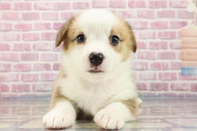 岐阜県のウェルシュコーギーペンブローク (Coo&RIKU岐阜店/2023年9月11日生まれ/女の子/レッドホワイト)の子犬