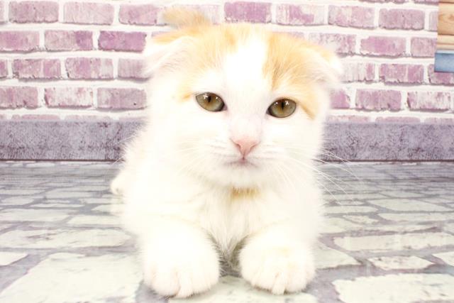 奈良県のスコティッシュフォールド (Coo&RIKU奈良新庄店/2023年9月8日生まれ/女の子/レッドタビーホワイト)の子猫