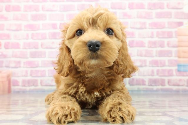 北海道のハーフ犬 (Coo&RIKU旭川店/2023年9月7日生まれ/女の子/アプリコット)の子犬