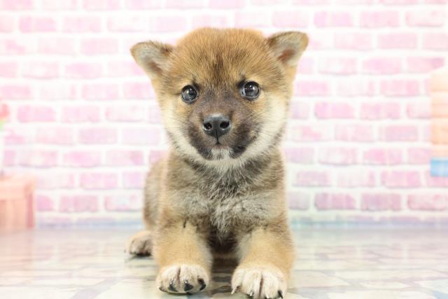 東京都の柴犬 (Coo&RIKU練馬店/2023年9月10日生まれ/男の子/レッド(赤))の子犬