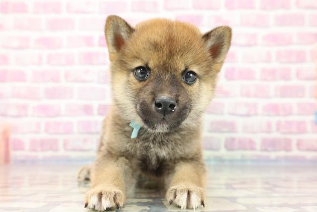 柴犬