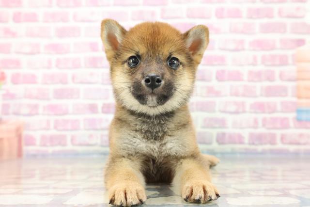 沖縄県の柴犬 (Coo&RIKUイーアス沖縄豊崎店/2023年9月10日生まれ/男の子/レッド(赤))の子犬