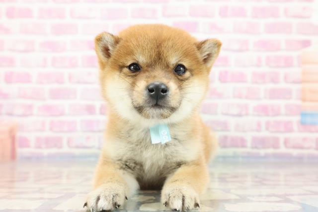 柴犬