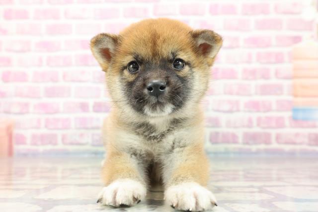 群馬県の柴犬 (Coo&RIKUケーヨーデイツー館林店/2023年9月10日生まれ/男の子/レッド(赤))の子犬