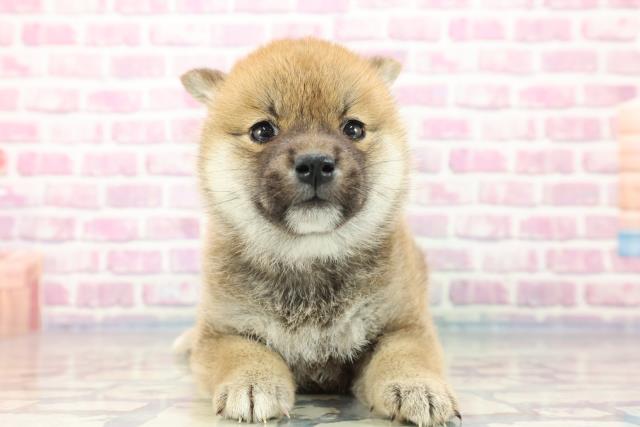 東京都の柴犬 (Coo&RIKU練馬店/2023年9月10日生まれ/女の子/レッド(赤))の子犬