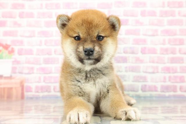 柴犬
